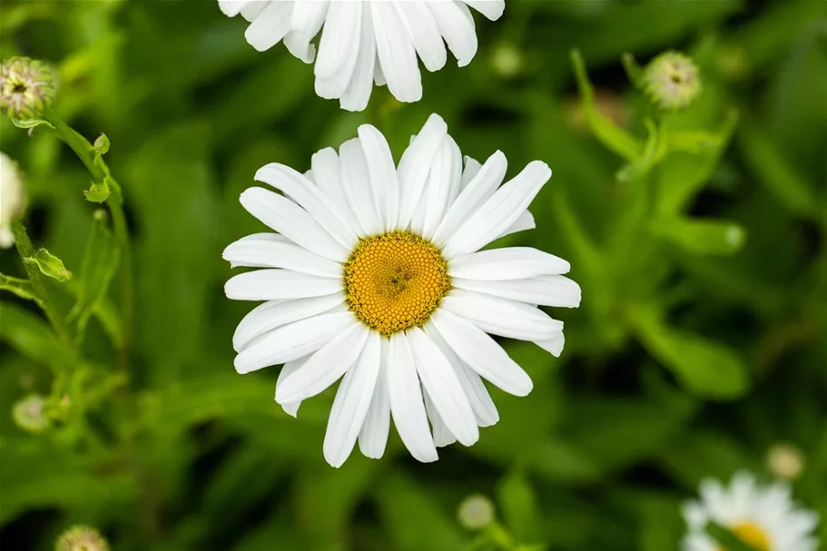 Leucanthemum x superb.'Silberprinzesschen', gen. 9 x 9 cm Topf 0,5 Liter 
