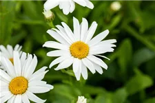 Leucanthemum x superb.'Silberprinzesschen', gen. 9 x 9 cm Topf 0,5 Liter 