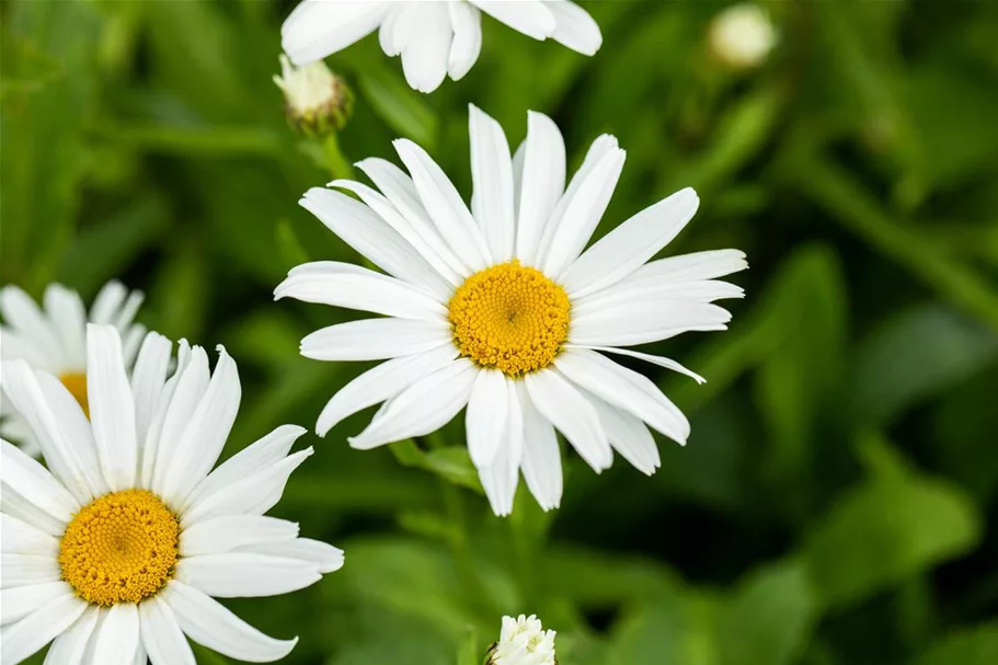Leucanthemum x superb.'Silberprinzesschen', gen. 9 x 9 cm Topf 0,5 Liter 
