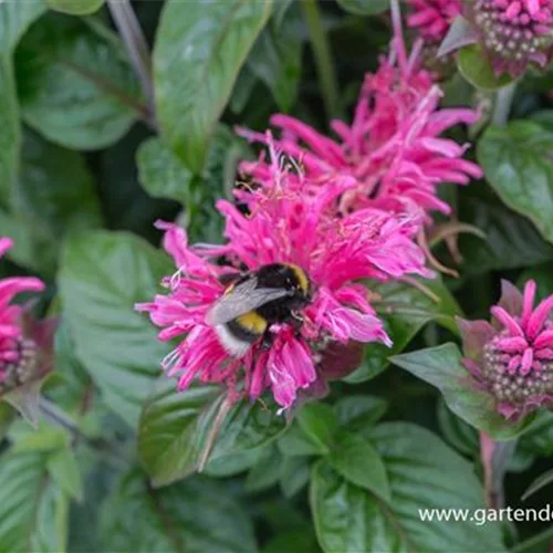 Monarda fistulosa 'Cranberry Lace' -R-