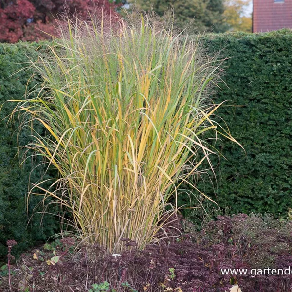 Panicum virgatum 'Thundercloud' -R-