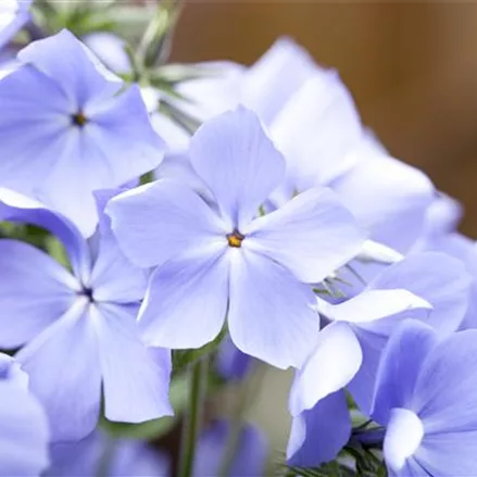Phlox divaricata 'Blue Moon'