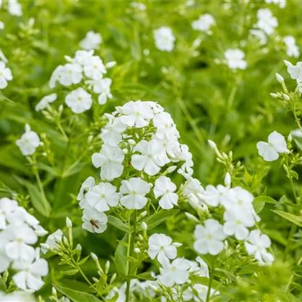 Phlox paniculata 'Pax'