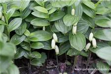 Polygonatum humile 9 x 9 cm Topf 0,5 Liter 