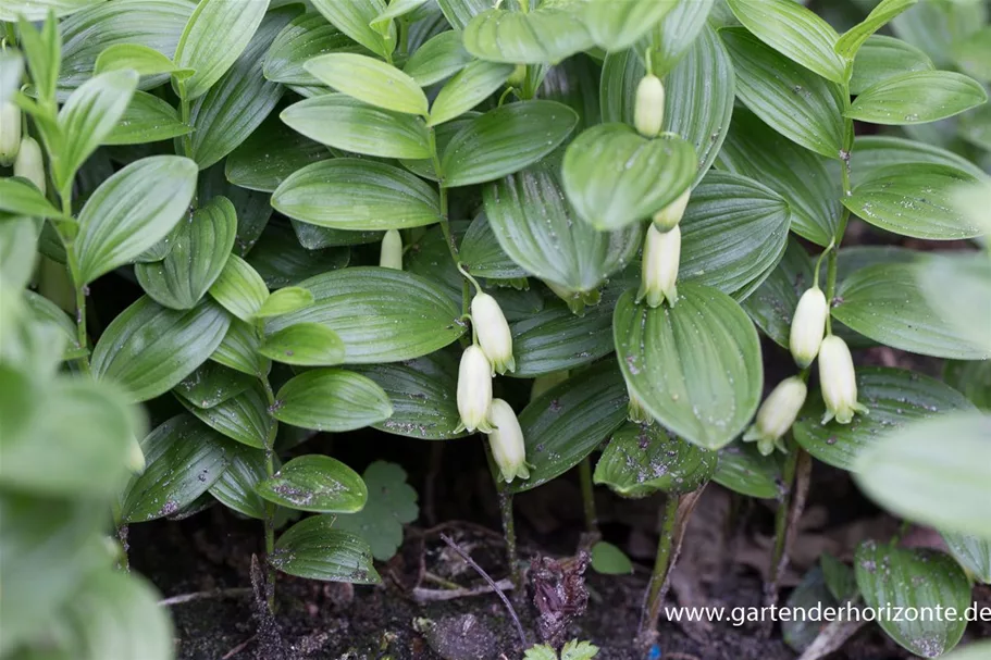 Polygonatum humile 9 x 9 cm Topf 0,5 Liter 