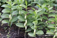 Polygonatum humile 9 x 9 cm Topf 0,5 Liter 