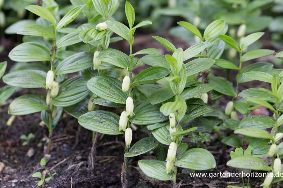 Polygonatum humile 9 x 9 cm Topf 0,5 Liter 