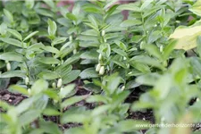 Polygonatum humile 9 x 9 cm Topf 0,5 Liter 
