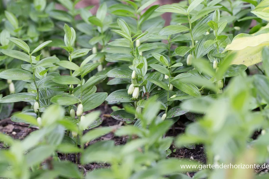 Polygonatum humile 9 x 9 cm Topf 0,5 Liter 