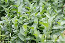 Polygonatum humile 9 x 9 cm Topf 0,5 Liter 