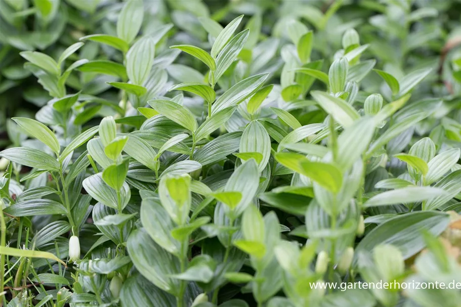 Polygonatum humile 9 x 9 cm Topf 0,5 Liter 