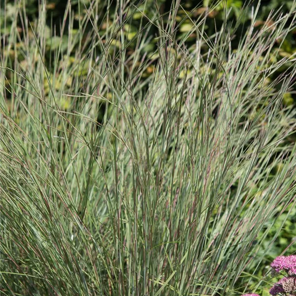 Schizachyrium scop. JS 'Constant Moving' -R-