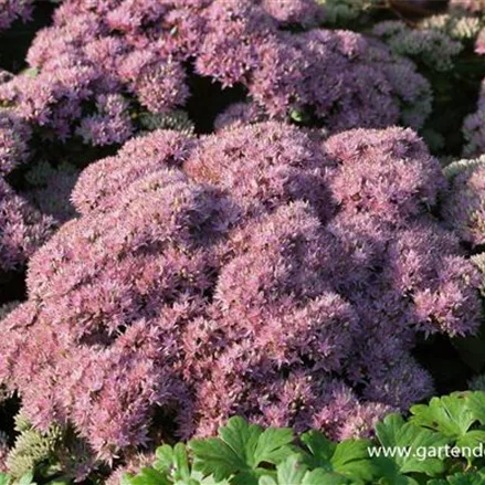 Sedum telephium 'Beach Party'