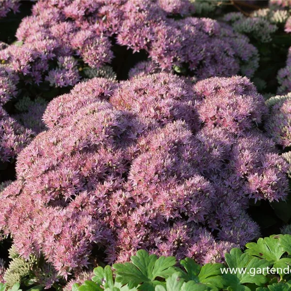 Sedum telephium 'Beach Party'