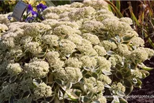 Sedum telephium 'Lajos' 1 Liter Topf 
