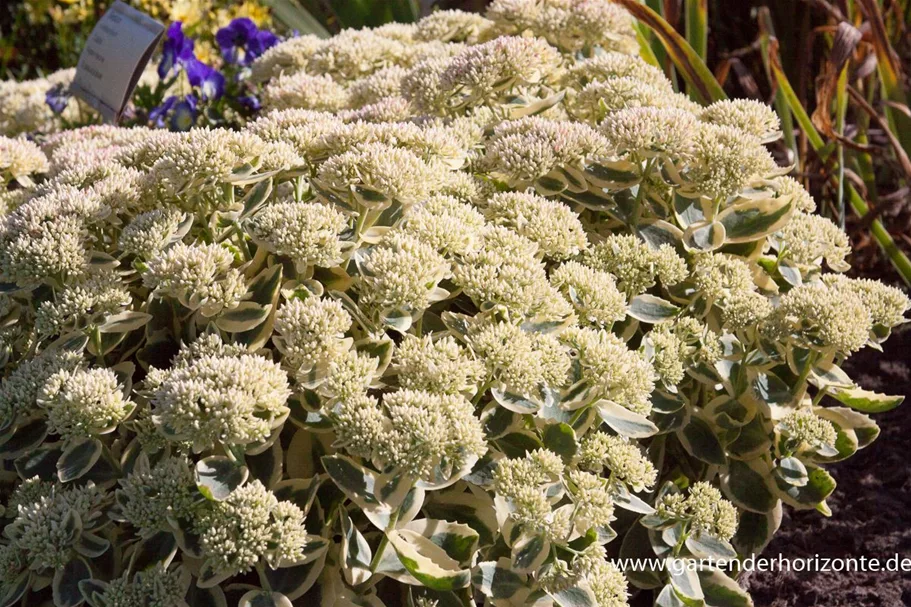 Sedum telephium 'Lajos' 1 Liter Topf 