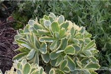 Sedum telephium 'Lajos' 1 Liter Topf 