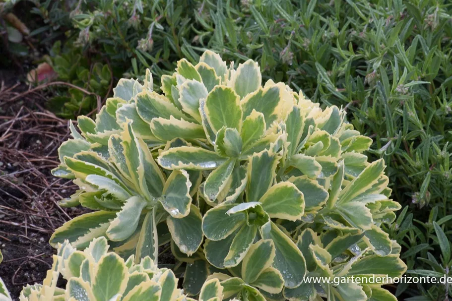 Sedum telephium 'Lajos' 1 Liter Topf 
