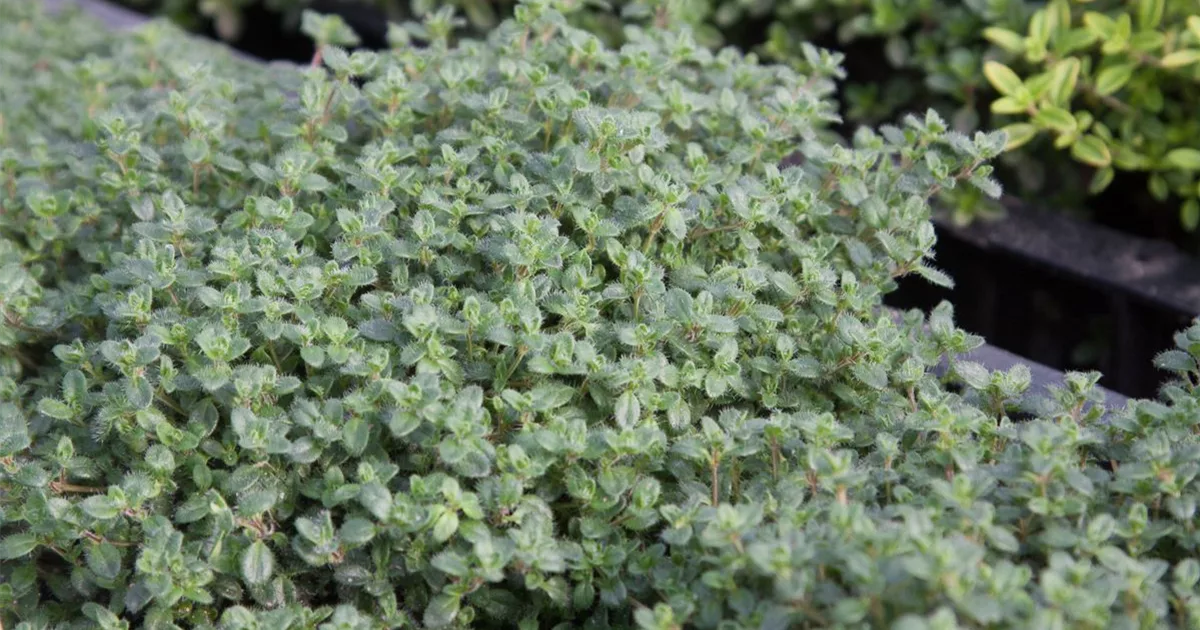 Thymus serpyllum 'Pink Chintz' online kaufen bei Olerum