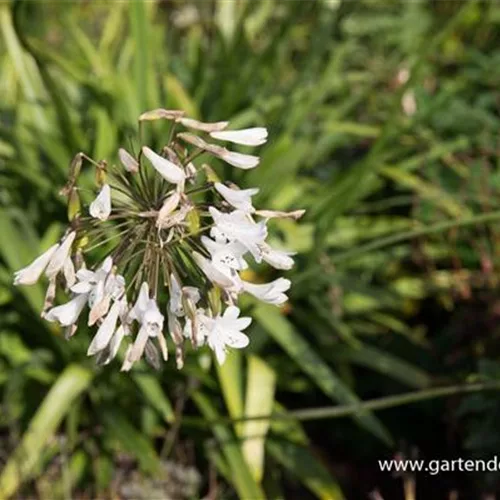 Agapanthus africanus 'Polar Ice'
