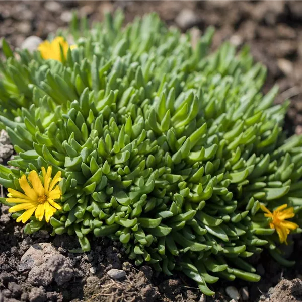 Lesotho-Mittagsblume