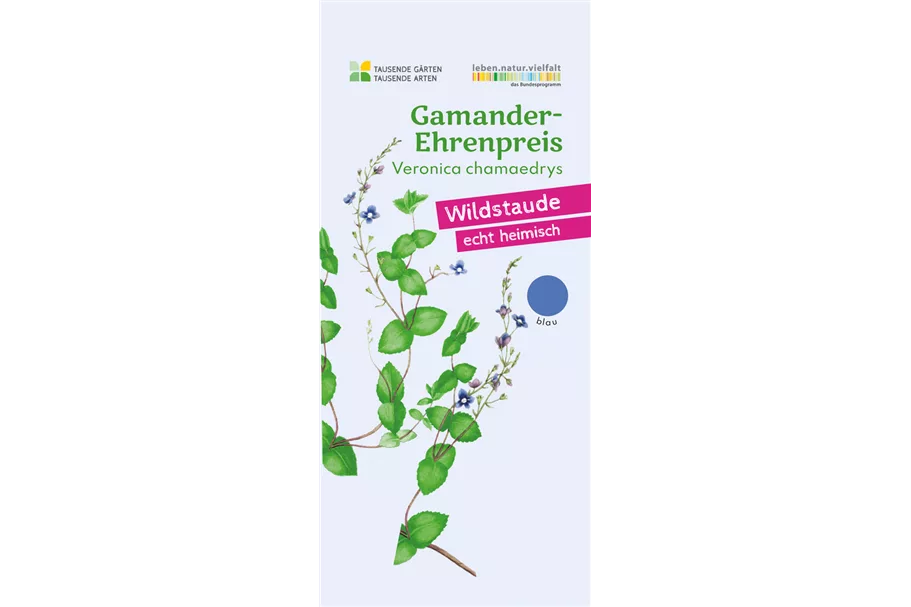 Gamander-Ehrenpreis 9x9 cm Wildstaude