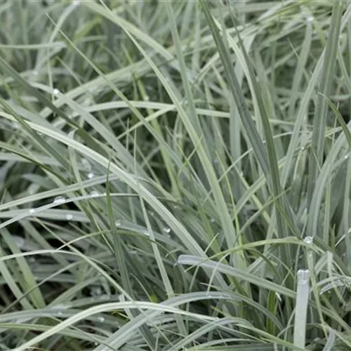 Blaubereifte Segge 'Bunny Blue'