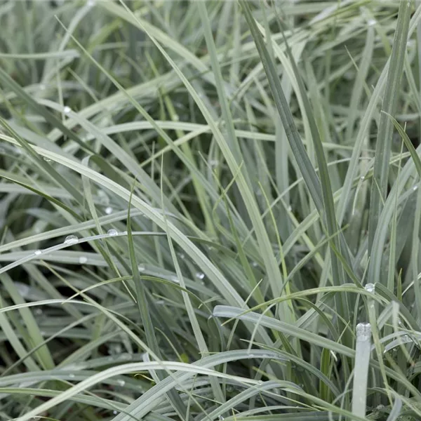 Blaubereifte Segge 'Bunny Blue'