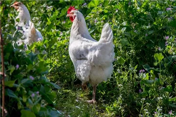 Pflanzen für den Hühnergarten Pflanzen für den Hühnergarten