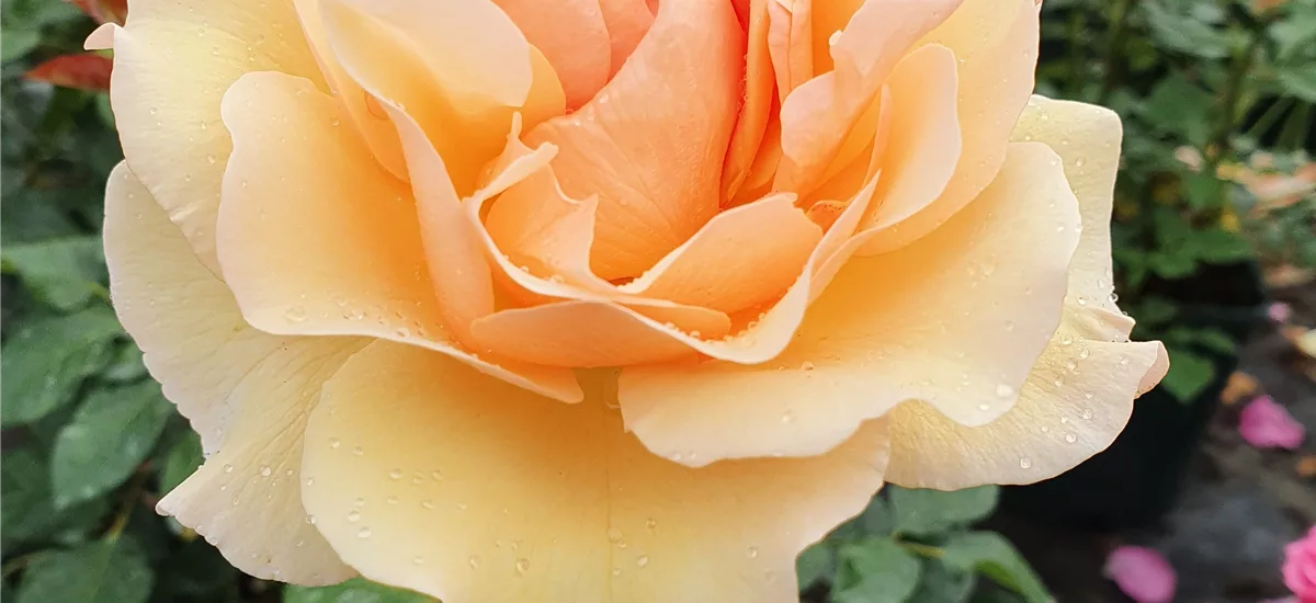 Rosa 'Mystic' -TM- 4 Liter Topf