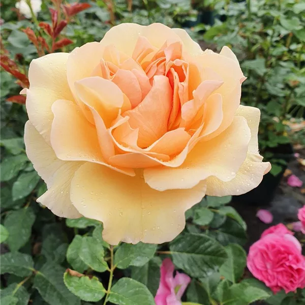 Rosa 'Mystic' -TM-