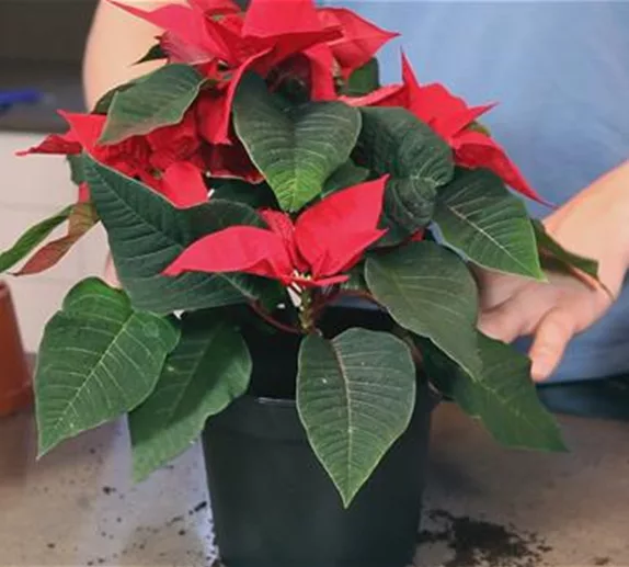 Weihnachtsstern - Einpflanzen in ein Gefäß