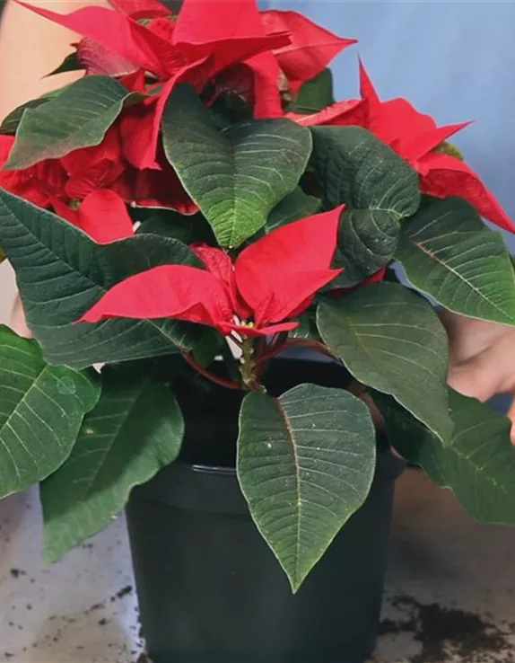 Weihnachtsstern - Einpflanzen in ein Gefäß