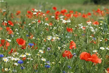 Heimische Wildblumen Heimische Wildblumen