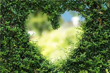 Bäume und Sträucher Bäume und Sträucher