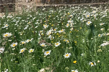Heimische Wildstauden Heimische Wildstauden