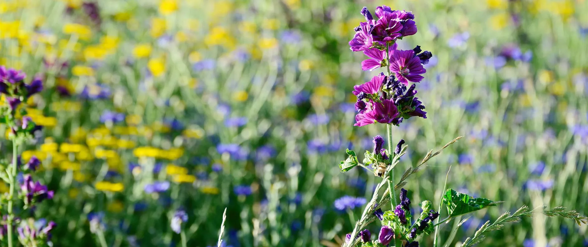 Echt Heimische Wildblumen 