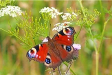 Zum Probieren! Schmetterlings- und Wildbienensaum 2 g für 1 m²