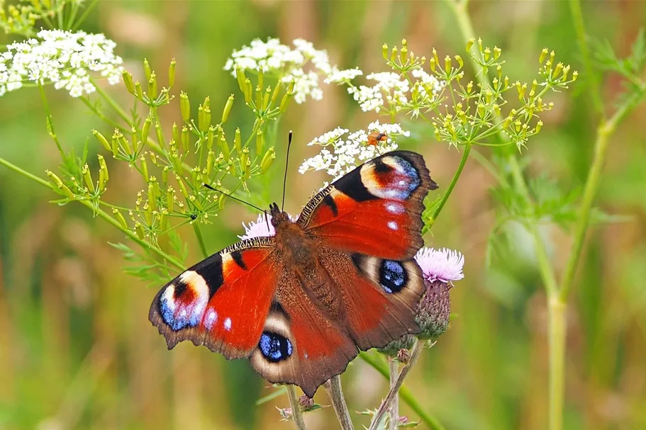 Zum Probieren! Schmetterlings- und Wildbienensaum 2 g für 1 m²
