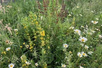 Exotische Wildblumen versus heimische Wildblumenwiese Exotische Wildblumen versus heimische Wildblumenwiese