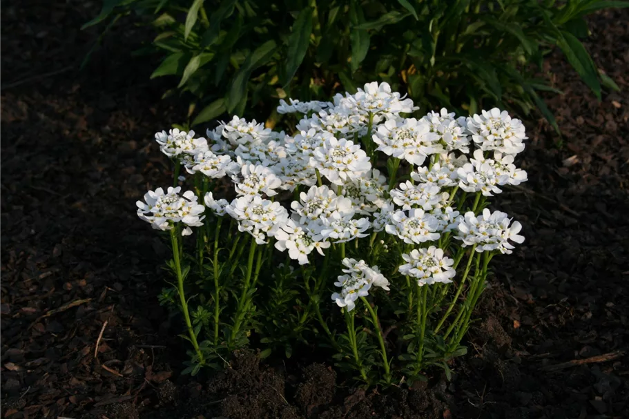 Immergrüne Schleifenblume online kaufen bei Olerum