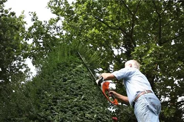 Eibe - Zurückschneiden mit der Heckenschere Eibe - Zurückschneiden mit der Heckenschere
