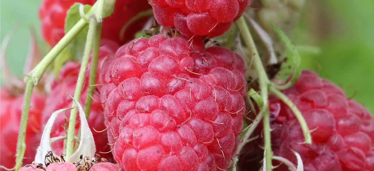 Himbeere 'Meeker'® Topfgröße 3,5 Liter