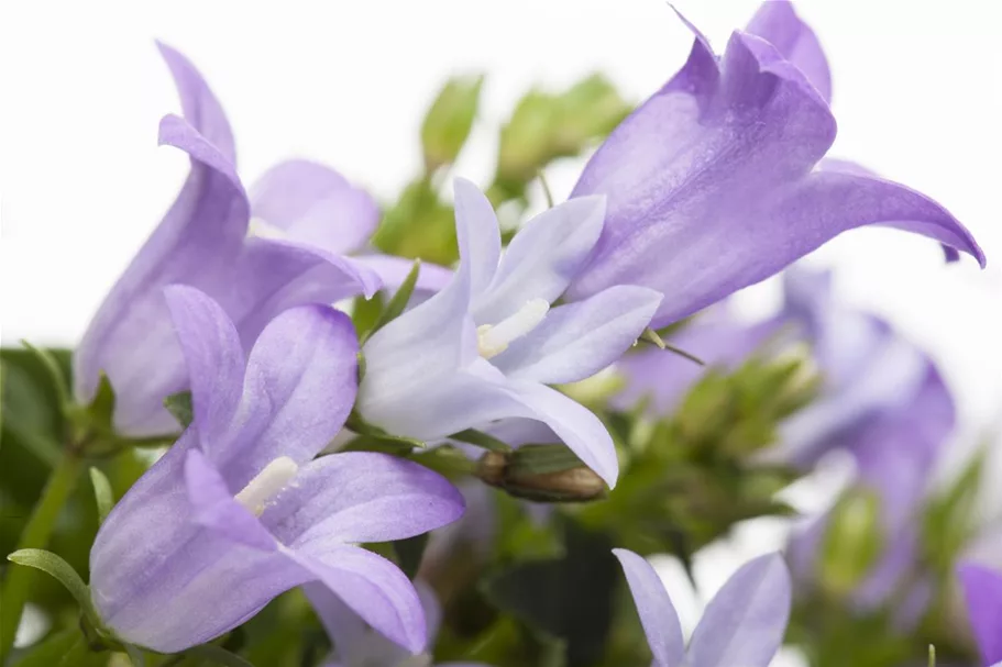 Campanula portenschlagiana 12 cm
