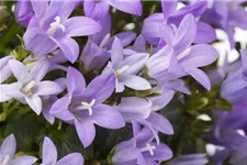 Campanula portenschlagiana 12 cm
