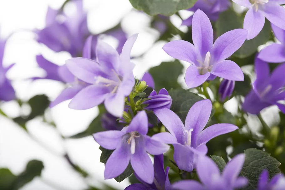 Campanula portenschlagiana 12 cm