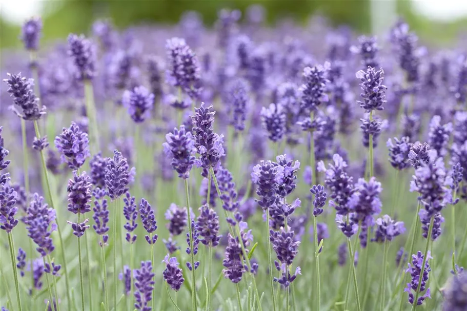 Echter Lavendel 'Hidcote' 14 cm