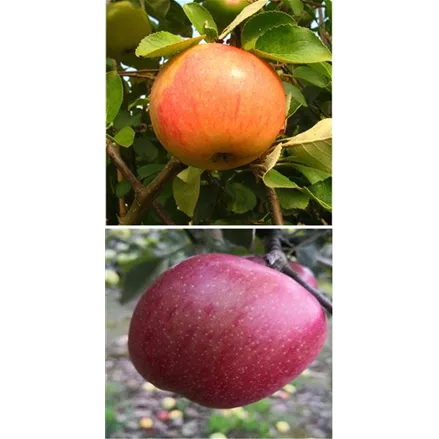 Apfelbaum DUO 'James Grieve/Braeburn'