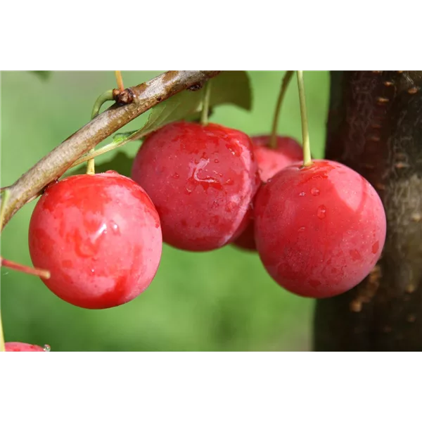 Blutpflaume 'Milanka'® - Prunus cerasifera 'Milanka'® Blutpflaume 'Milanka'® - Prunus cerasifera 'Milanka'®