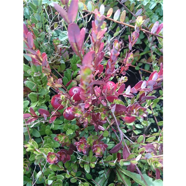 Cranberry